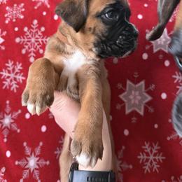 Boxer Puppies from Goose River Boxers Co