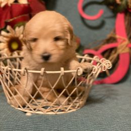 Goldendoodle Puppies from Toneytails Doodles