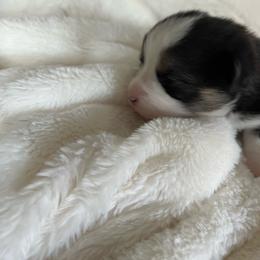 Kit Kat - Black and tan male Pembroke Welsh Corgi puppy in Dawson, Iowa from Carousel Corgis
