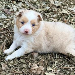 Spice - Red merle female Toy Australian Shepherd puppy in Blacksburg, South Carolina from Blue’s Family Aussies