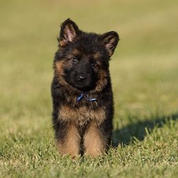 Blue Ribbon - Black and red male German Shepherd puppy in Howard City, Michigan from Sherman's Shepherds