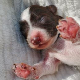 Boy 1 - Parti Schnoodle puppy in Leitchfield, Kentucky from Eveleigh Acres Puppies