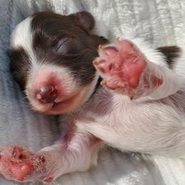 Boy 1 - Parti Schnoodle puppy in Leitchfield, Kentucky from Eveleigh Acres Puppies