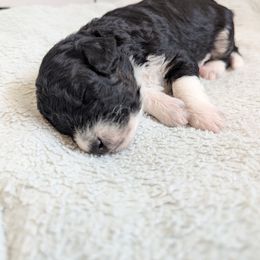 Aussiedoodle Puppies from Fur Hollow Puppies