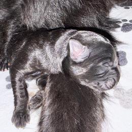 German Shepherd Puppies from Vom Broward Haus