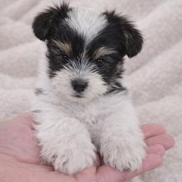 Storm - Parti male Yorkshire Terrier puppy in Mountain Grove, Missouri from Precious Puppies