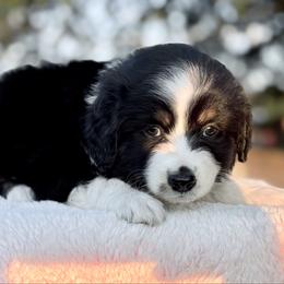 Dark purple - Black tri female Miniature Australian Shepherd puppy in 32046, Florida from River Hill Ranch