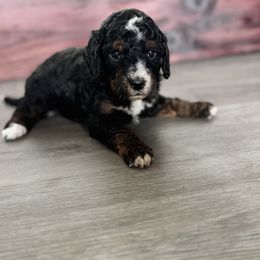 Bernedoodle and Labradoodle Puppies from Zehr’s Labradoodles & Bernedoodles