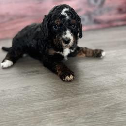 Bernedoodle and Labradoodle Puppies from Zehr’s Labradoodles & Bernedoodles