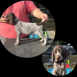 Teka - Liver roan male German Shorthaired Pointer puppy in Marshfield, Missouri from Pebblebrook German Shorthaired Pointers