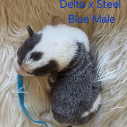 Blue Male - Blue male Pembroke Welsh Corgi puppy in Wayne City, Illinois from Lash Livestock & Corgis
