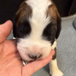 Girl 1 - Brown and white female Saint Berdoodle puppy in San Antonio, Texas from Mammoth Doodles