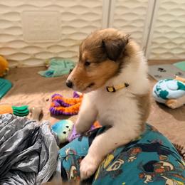Blue, Green, Yellow, Gray, Red, Light Green, White - Sable and white male Collie puppy in Newburgh, New York from Eye Spy