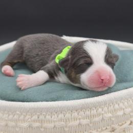 Kiffle(1600) - Blue male Pembroke Welsh Corgi puppy in Dickeyville, Wisconsin from J&R Shepherds & Corgis