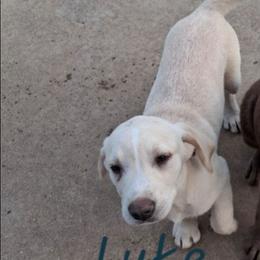 Luke (Champagne) - Yellow male Labrador Retriever puppy in Anderson, Texas from TLS Retrievers