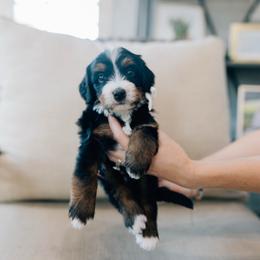 Provolone - Tri-color male Bernedoodle puppy in Murray, Utah from Sun Valley Doodles