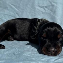 Aspen - Black and rust female Doberman Pinscher puppy in Toney, Alabama from Bhon Mhuir Dobermanns