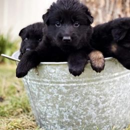 German Shepherd All Grown Up from Haus Morales German Shepherds