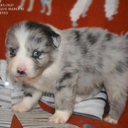 Frost - Blue merle male Miniature Australian Shepherd puppy in Patterson, North Carolina from DreamLine Aussies