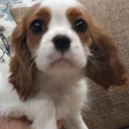 Cavalier King Charles Spaniel puppies from Lucia's Cavalier King Charles Spaniels