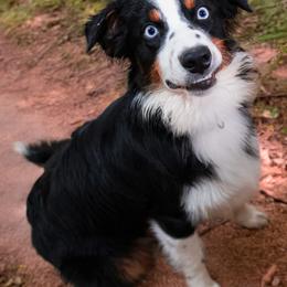 Oakley - Black tri-color male Australian Shepherd puppy in Niles, Michigan from Tara's Australian Shepherds