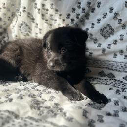 Purple collar - Black female German Shepherd puppy in Marion, Ohio from Legacy K9’s