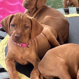 Liz's Girl 4th pick. - Golden rust female Vizsla puppy in Boaz, Alabama from MountainTop Vizslas