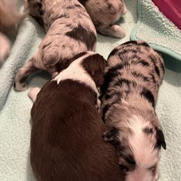 Miniature Australian Shepherds from Bridget's Miniature Aussies