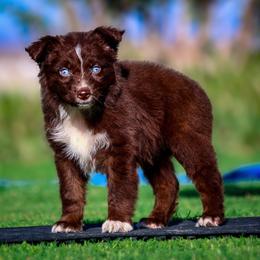 Kai - Red & white female Australian Shepherd puppy in Pima, Arizona from Lazy D Ranch Australian Shepherds