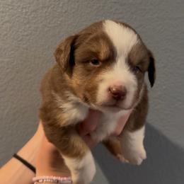 Silva - Red tri female Miniature Australian Shepherd puppy in North Lakeport, California from Wild Rose Ranch