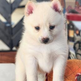 Pomsky Puppies from Nebula Ranch Pomskies