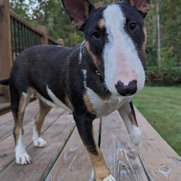 Miniature Bull Terriers from Barton's Miniature Bull Terrier