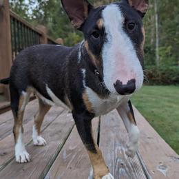 Miniature Bull Terriers from Barton's Miniature Bull Terrier
