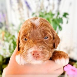 Aria - Red  female Goldendoodle puppy in Mahomet, Illinois from Jordan Family Doodles