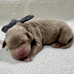 Black Boy - Apricot male Goldendoodle puppy in Lebanon, Pennsylvania from Homespundoodles