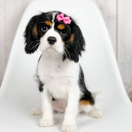 Cavalier King Charles Spaniel and Poodle Puppies from Red Skye Cavaliers