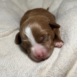 Raven - Red female Bernedoodle puppy in Hillsboro, Oregon from Myt fine doodles