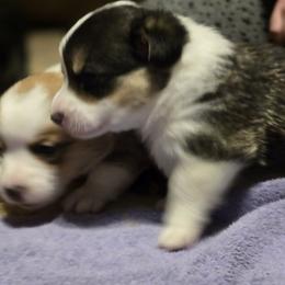 Pembroke Welsh Corgi Puppies from Larile Farm