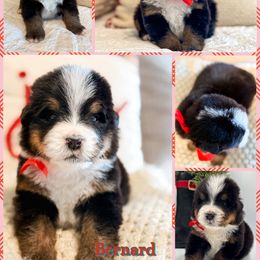Bernard - Black and rust male Bernese Mountain Dog puppy in Purcell, Oklahoma from Swiss Berner Bears