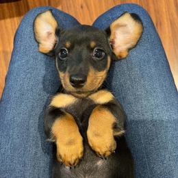 Huey - Black and tan male Dachshund puppy in Spring Hill, Florida from Adorable Doxxies