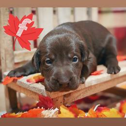 Red Female - Chocolate female Labrador Retriever puppy in Carrollton, Virginia from Southern Heritage Retrievers