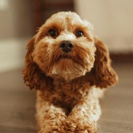 Lulu - Red female Cavapoo puppy in Moses Lake, Washington from The Cav Family