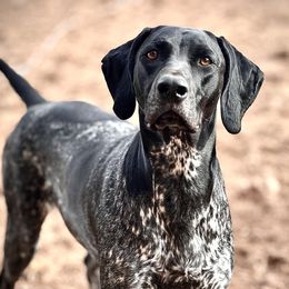 Rogue - German Shorthaired Pointer