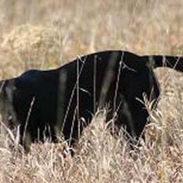 Labrador Retrievers from Black Ice Retrievers