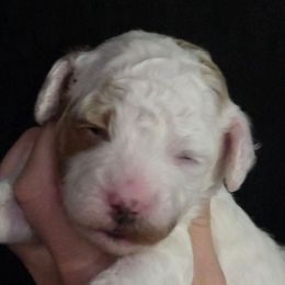 Charlie Brown - Parti male Goldendoodle puppy in Vernon, Texas from Sugarland's Texas Goldendoodles