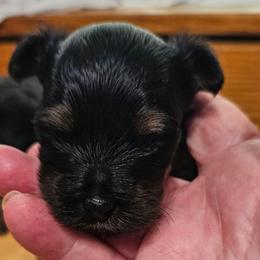Cupid - Liver male Yorkshire Terrier puppy in Dayton, Ohio from Little Yorkie Babies