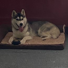 Cynder - Siberian Husky
