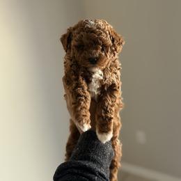 Sasha - Red  female Poodle puppy in Allentown, Pennsylvania from Poodles Are Mixy