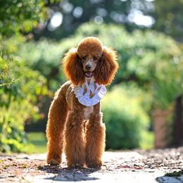 Cavapoo puppies from Heavenly Puppies to Love