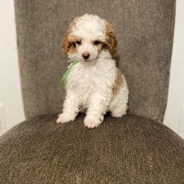 Poodle Puppies from Neely Family Poodles